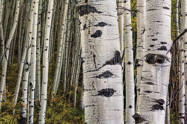 Aspen Trees | Birch Trees: Trunks by Bill Sherrell