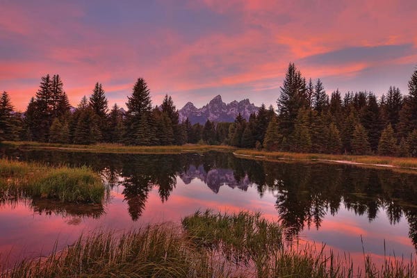 Evergreen Trees: Twilight Serenade by Bill Sherrell