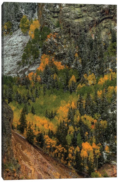 Vertical Autumn Wall Canvas Art Print - Evergreen Tree Art