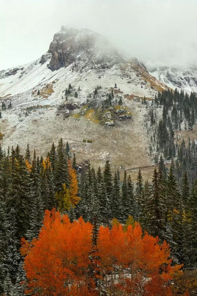 Evergreen Trees: An Epiphany Of Red-Orange by Bill Sherrell