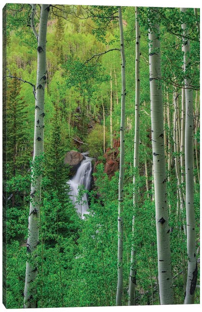 Wilderness Falls Canvas Art Print - Aspen and Birch Trees