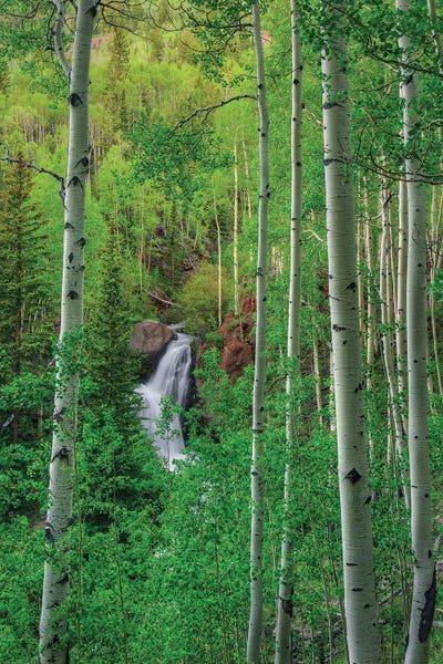 Aspen Trees | Birch Trees: Wilderness Falls by Bill Sherrell