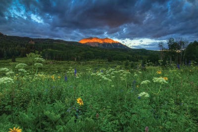 Wildflowers And Mountain Majesty by Bill Sherrell framed wall art