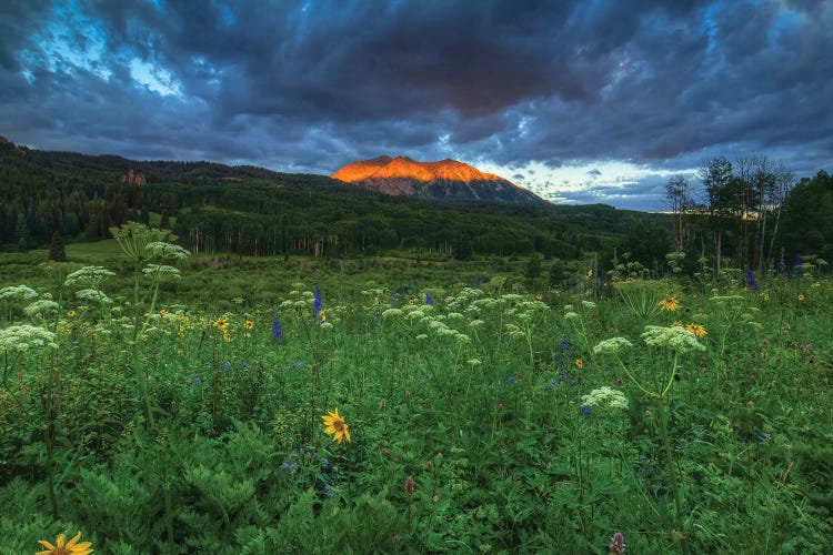 Wildflowers And Mountain Majesty