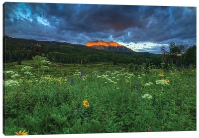 Wildflowers And Mountain Majesty Canvas Art Print - Bill Sherrell