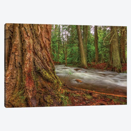 Woodsy Canvas Print #SHL240} by Bill Sherrell Canvas Print