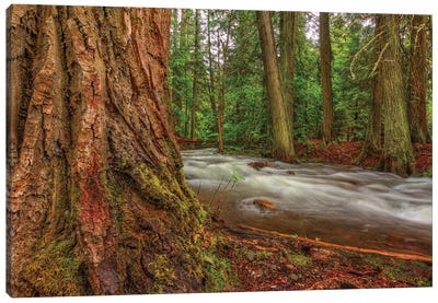 Woodsy Canvas Art Print - Bill Sherrell