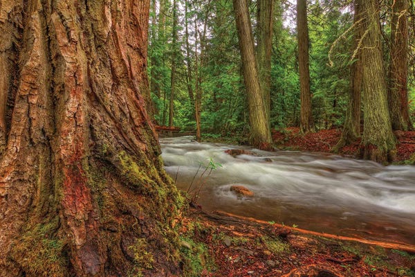 Bill Sherrell: Woodsy by Bill Sherrell