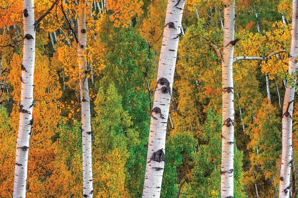 Aspen Trees: Lines Of Grace by Bill Sherrell