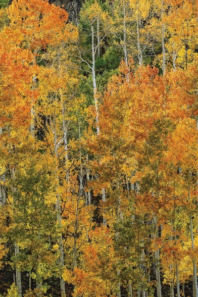 Transcending Illumination by Bill Sherrell framed wall art