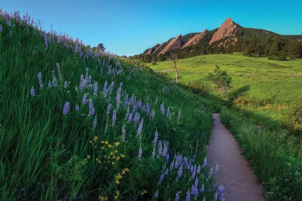 Bill Sherrell: A Walk On The Wild Side by Bill Sherrell