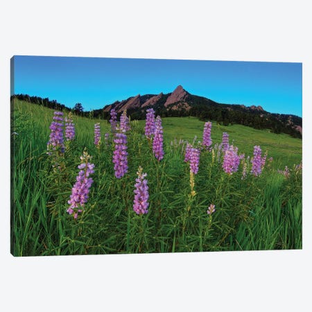Spring Wildflowers At The Flatirons Canvas Print #SHL271} by Bill Sherrell Canvas Artwork