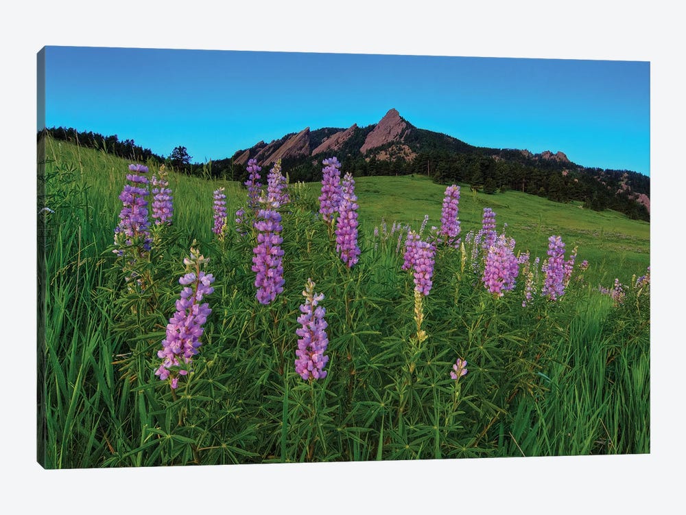 Spring Wildflowers At The Flatirons by Bill Sherrell 1-piece Canvas Art Print