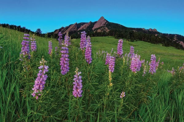 Bill Sherrell: Spring Wildflowers At The Flatirons by Bill Sherrell