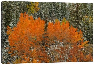 Aspen Flames Canvas Art Print - Bill Sherrell