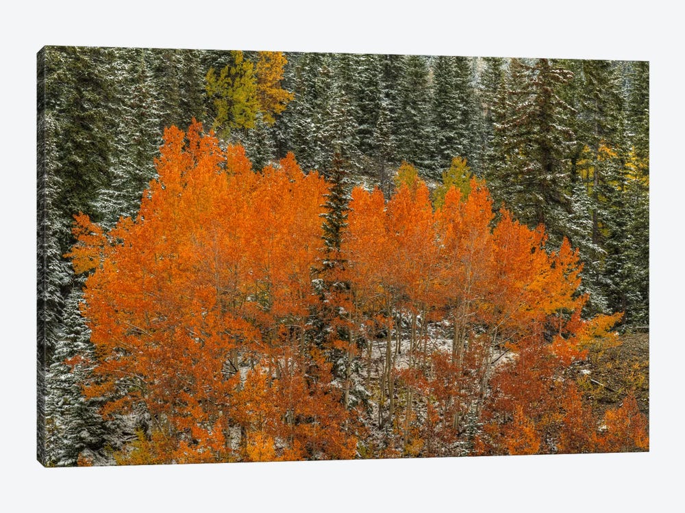 Aspen Flames by Bill Sherrell 1-piece Canvas Artwork