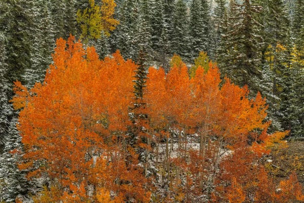 Aspen Trees: Aspen Flames by Bill Sherrell