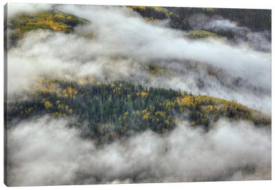 Aspen Forest In The Clouds Canvas Art Print - Bill Sherrell