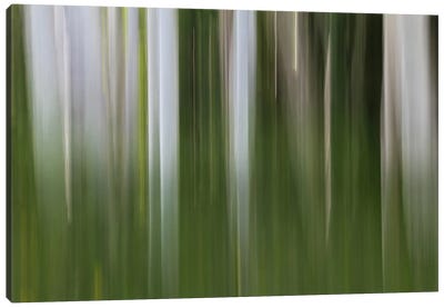Aspen Forest In The Spring I Canvas Art Print - Colorado Art