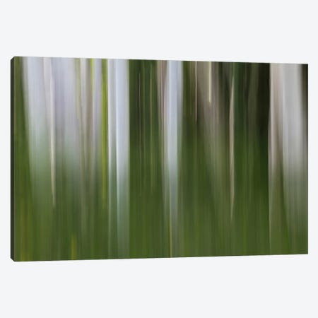 Aspen Forest In The Spring I Canvas Print #SHL29} by Bill Sherrell Canvas Artwork