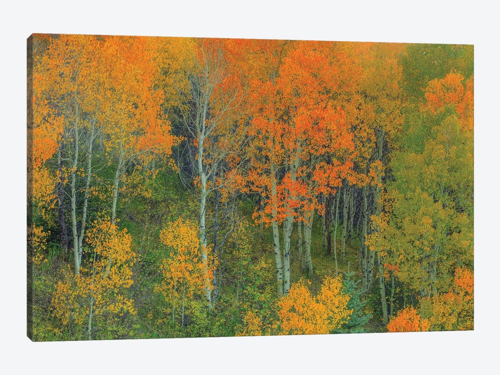 Abounding Color by Bill Sherrell 1-piece Canvas Print