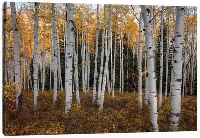 Aspen Forest In Autumn Canvas Art Print - Bill Sherrell