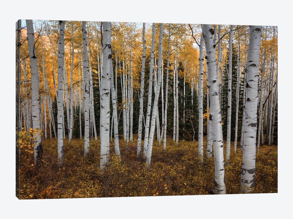 Aspen Forest In Autumn by Bill Sherrell 1-piece Canvas Wall Art