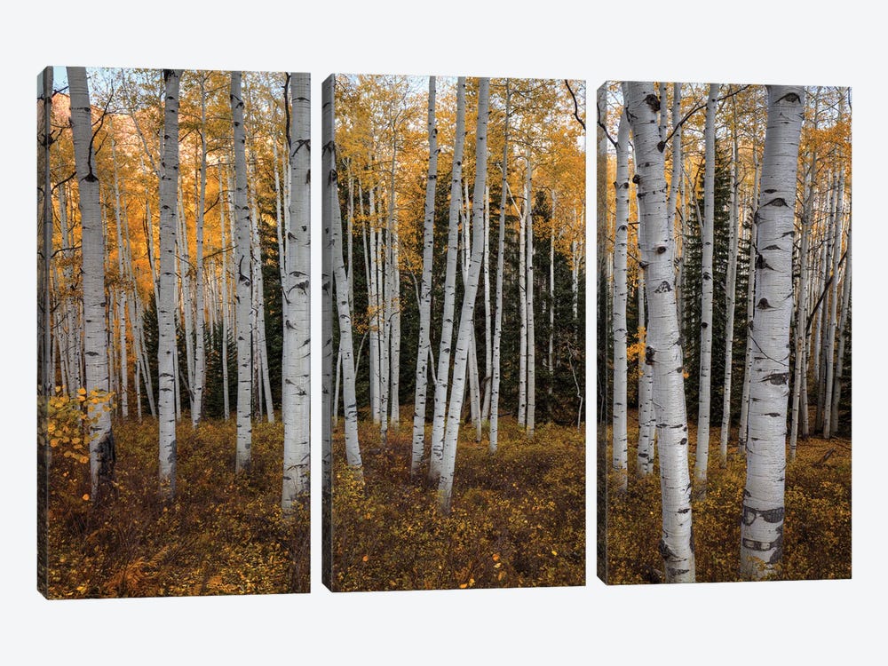 Aspen Forest In Autumn by Bill Sherrell 3-piece Canvas Artwork