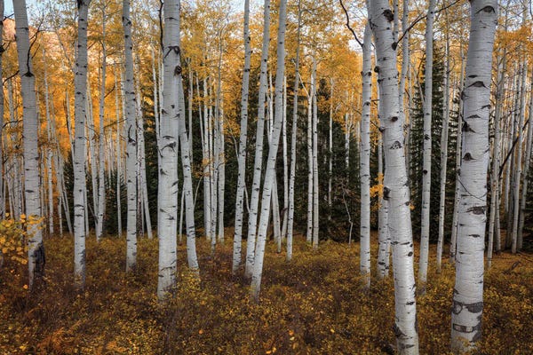 Aspen Forest In Autumn