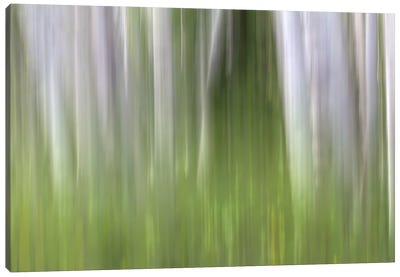 Aspen Forest In The Spring II Canvas Art Print - Bill Sherrell