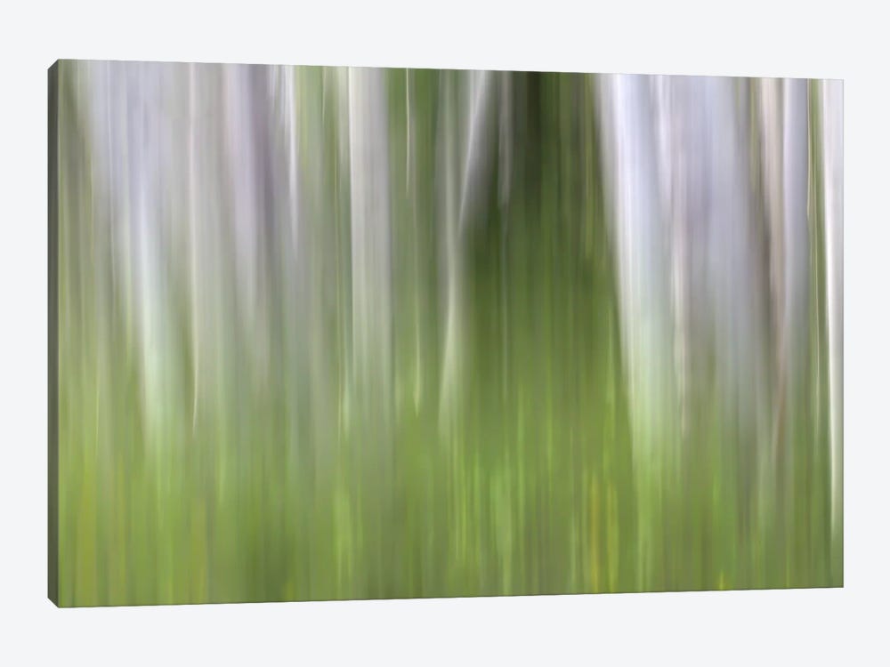Aspen Forest In The Spring II by Bill Sherrell 1-piece Canvas Wall Art
