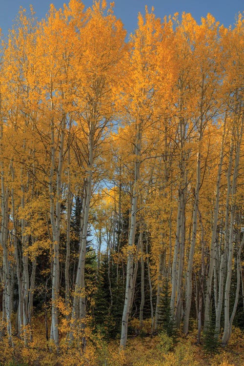 Aspen Autumn Flames