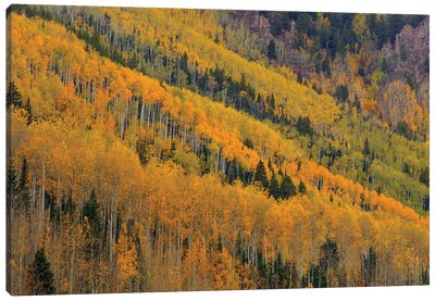 Autumn Rows Canvas Art Print - Bill Sherrell