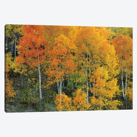 Autumn Serenity Canvas Print #SHL314} by Bill Sherrell Canvas Artwork
