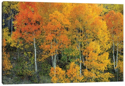 Autumn Serenity Canvas Art Print - Bill Sherrell