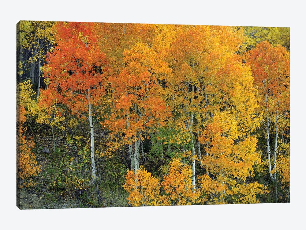 Autumn Serenity by Bill Sherrell 1-piece Canvas Art Print