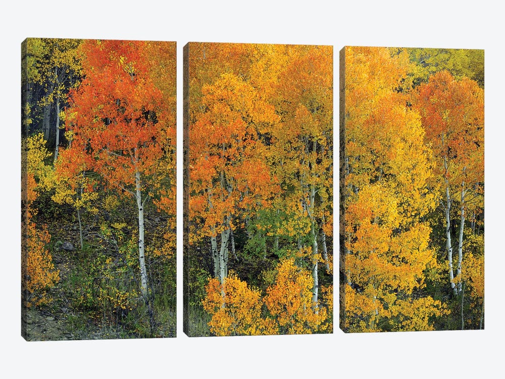 Autumn Serenity by Bill Sherrell 3-piece Canvas Print