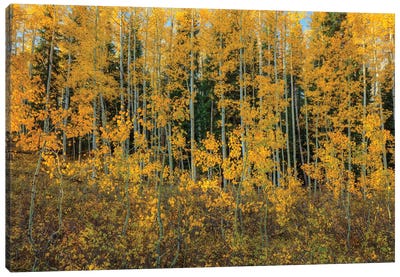 Bursting Into Autumn Canvas Art Print - Bill Sherrell