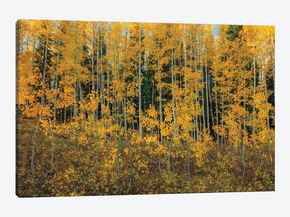 Bursting Into Autumn by Bill Sherrell 1-piece Canvas Wall Art
