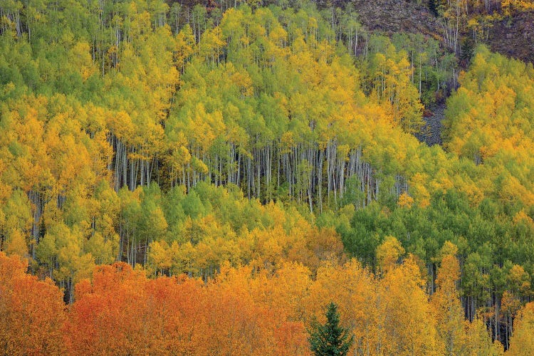 Colorful Aspen Forest