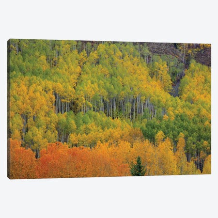 Colorful Aspen Forest Canvas Print #SHL318} by Bill Sherrell Canvas Art Print