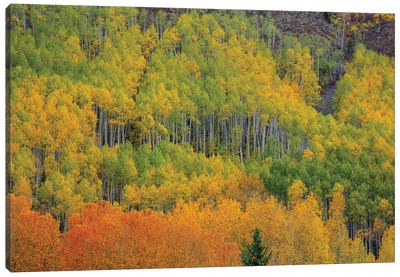 Colorful Aspen Forest Canvas Art Print - Bill Sherrell