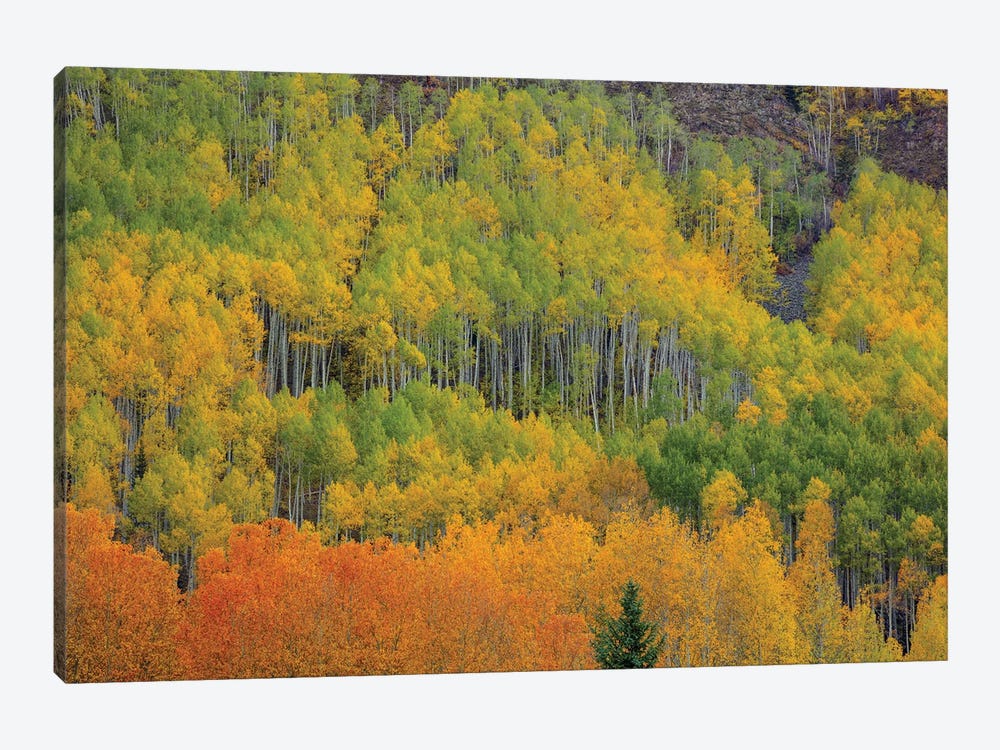 Colorful Aspen Forest by Bill Sherrell 1-piece Art Print