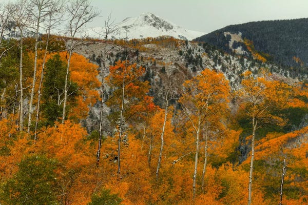 Aspen Trees: Aspen Outlines by Bill Sherrell