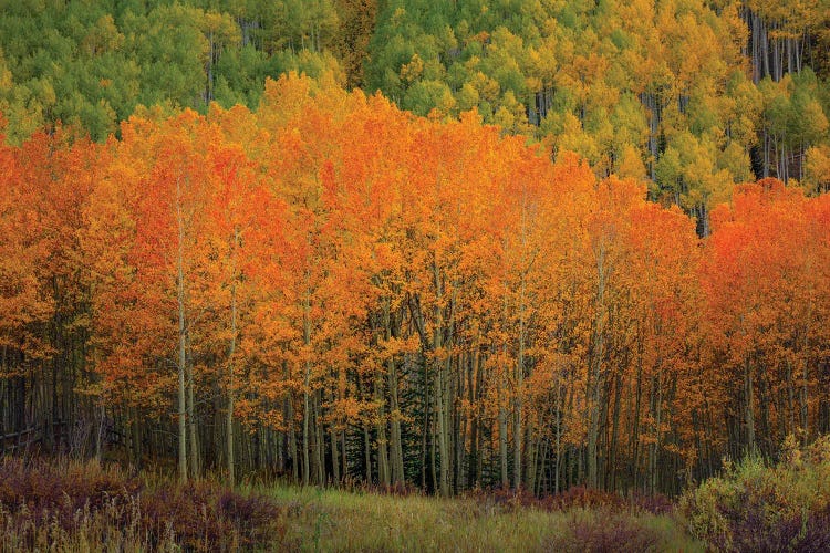 The Orange Flames Of Autumn