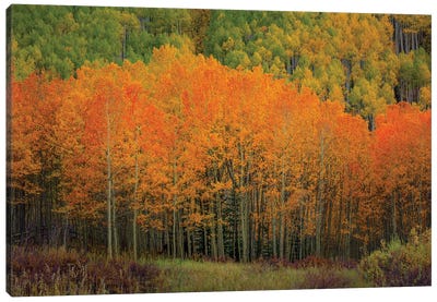 The Orange Flames Of Autumn Canvas Art Print - Bill Sherrell