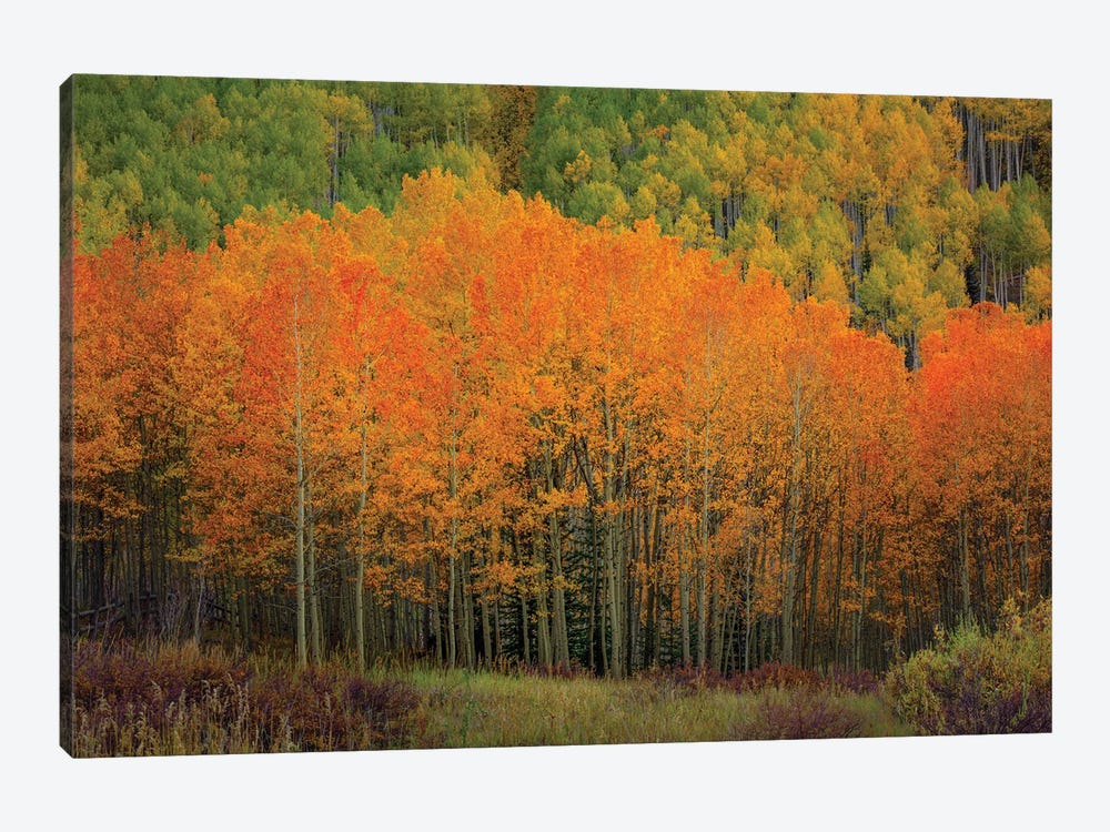 The Orange Flames Of Autumn by Bill Sherrell 1-piece Canvas Art Print