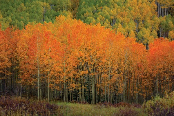 Bill Sherrell: The Orange Flames Of Autumn by Bill Sherrell