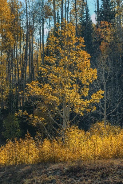 Bill Sherrell: Tree Of Fire by Bill Sherrell