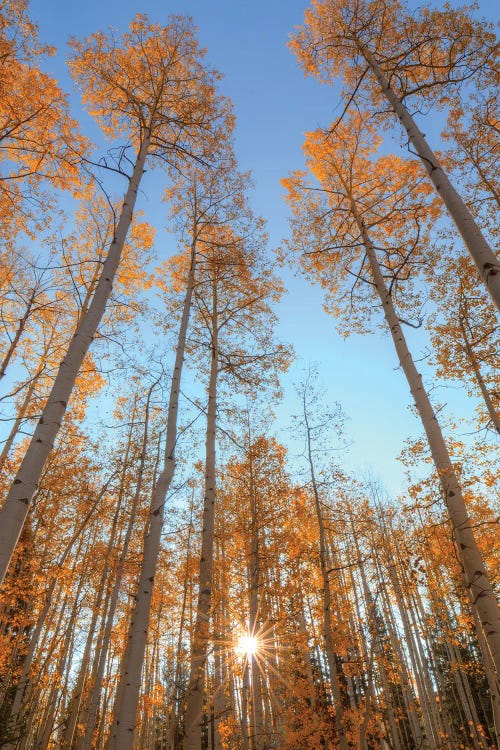 Reaching Up-Vertical